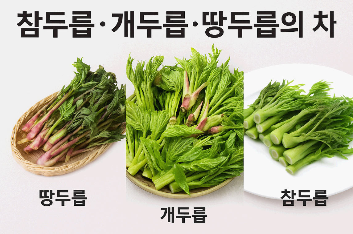 참두릅 개두릅 땅두릅 차이