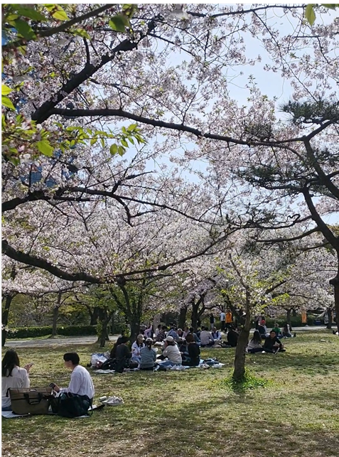 벚꽃아래 피크닉즐기는 사람들