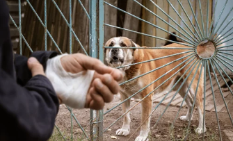 광견병 자료/출처:어도비스톡