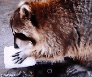 라쿤이 솜사탕을 물에 넣는 장면의 GIF