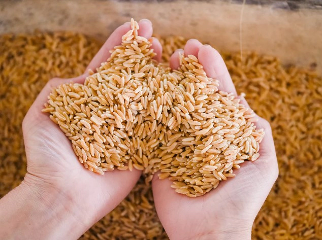 카무트쌀효능 11가지 및 카무트쌀 가격 먹는법 추천