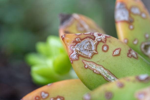 다육이 병해충 예방법