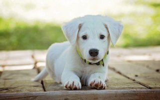 삼재띠&amp;#44; 대박띠