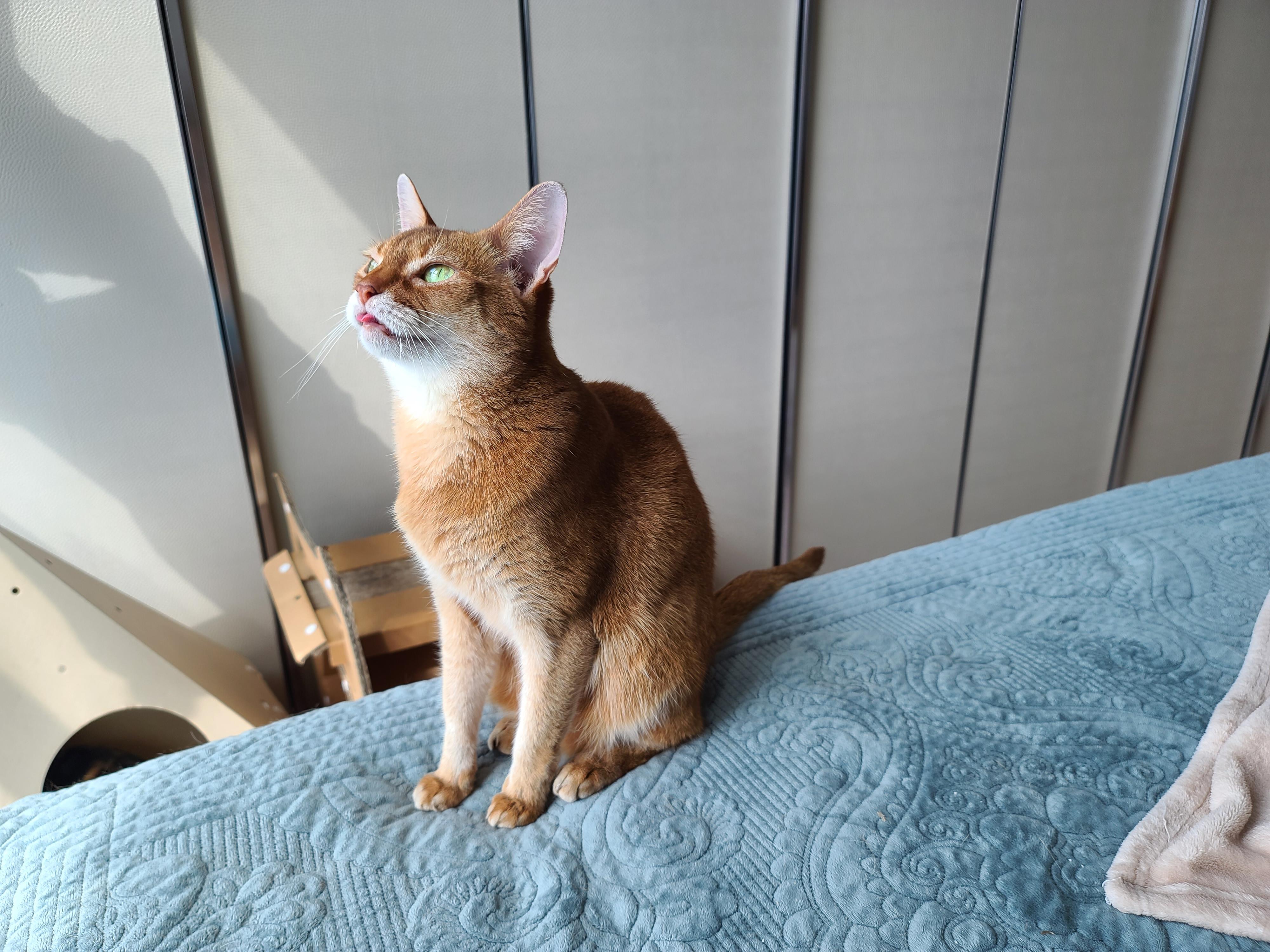 꽤나 용매하게 다투는 건이랑 요미(feat. 루나미모)