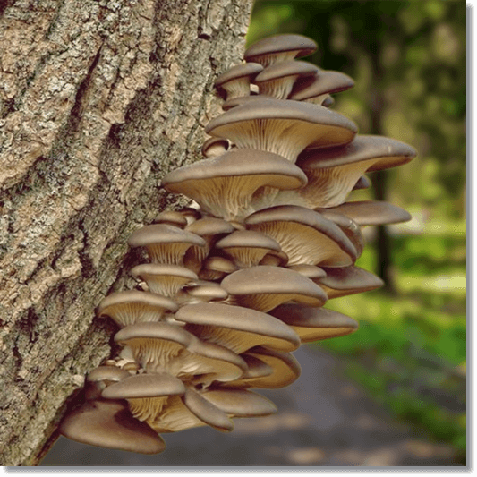 활엽수에 발생한 야생 느타리버섯 사진