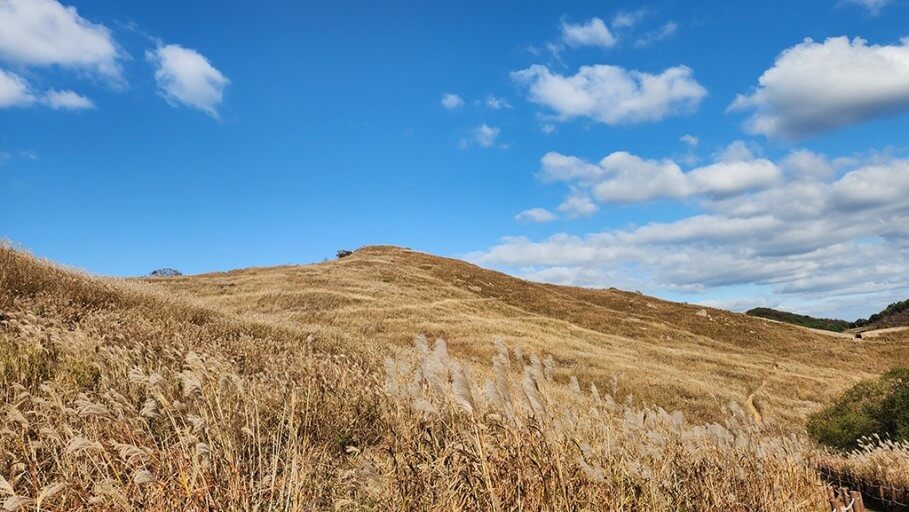 경남 창녕 화왕산 억새