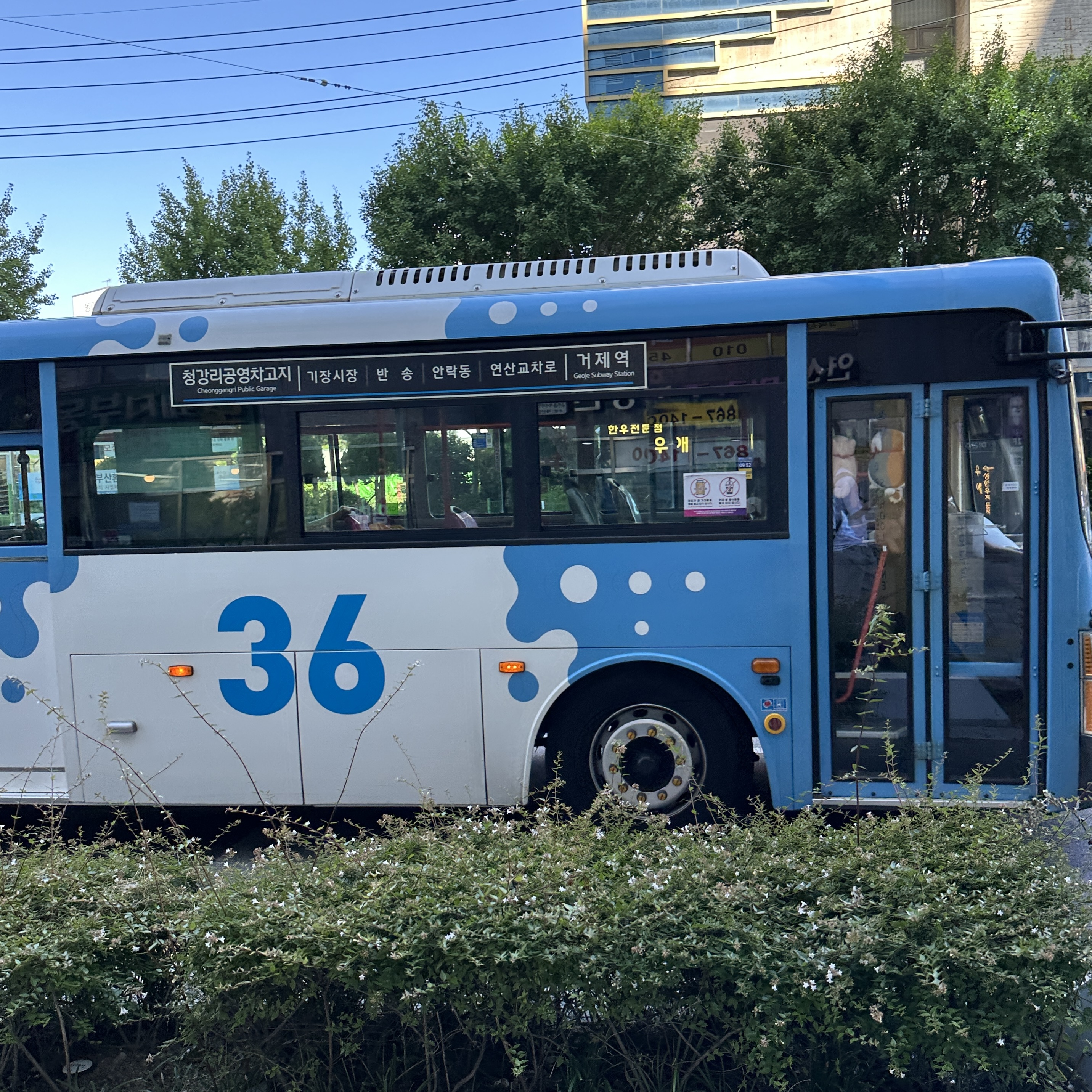 부산36번버스