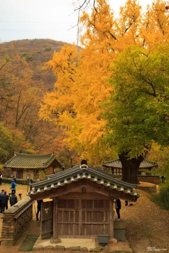 경주 가볼만한곳 베스트10 황리단길 대릉원 야경 산책로 추천_11