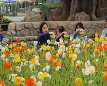 함평 나비축제_10