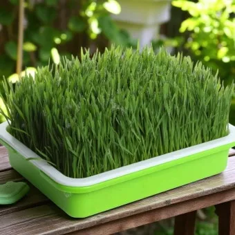 밀싹 재배 씨 뿌리기 발아 촉진 주기적 수확_8