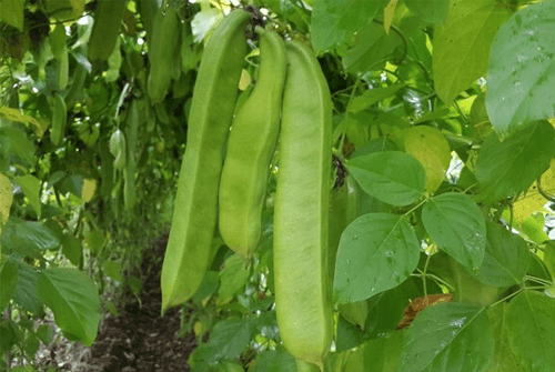 작두콩차 효능01