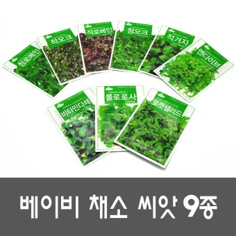 엔다이브 재배 상토 선정 배수 통풍 연속 수확_10