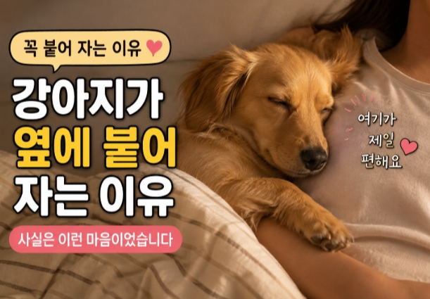 반려견 행동으로 본 마음분석