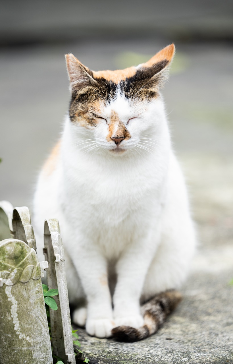 수면 사진