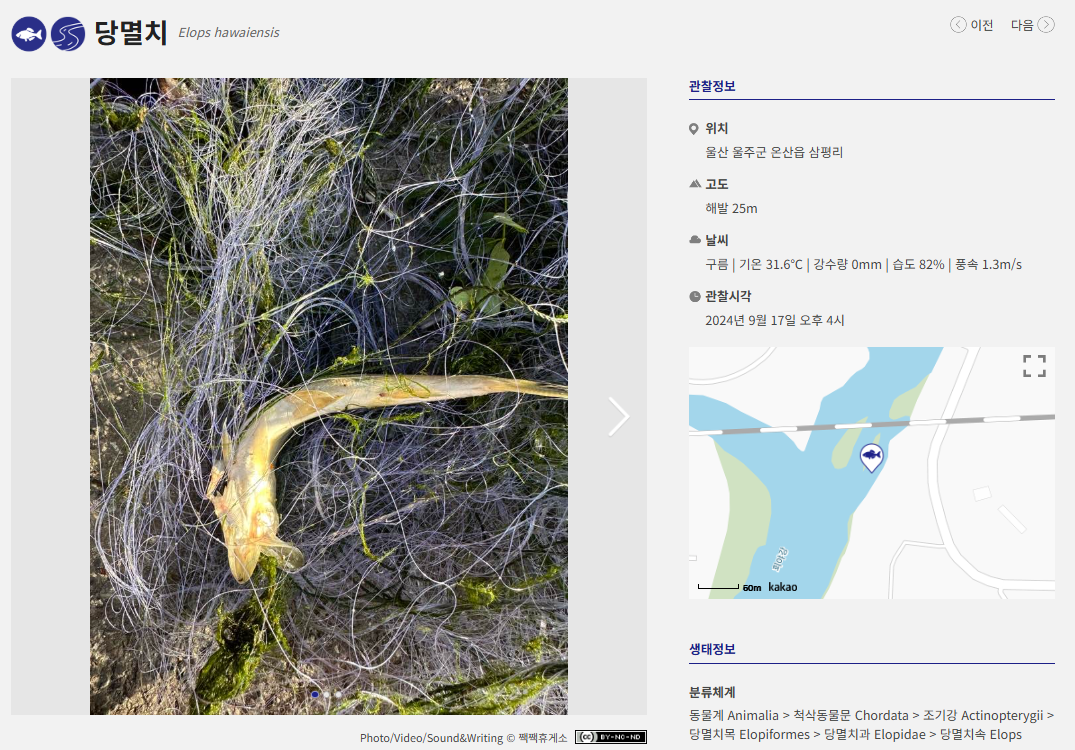 네이처 당멸치 발췌