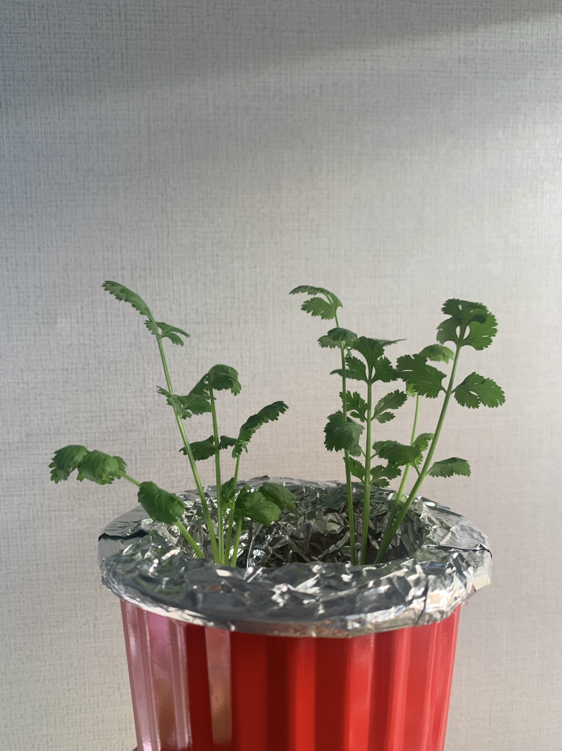 집에서 시작하는 수경재배 방법