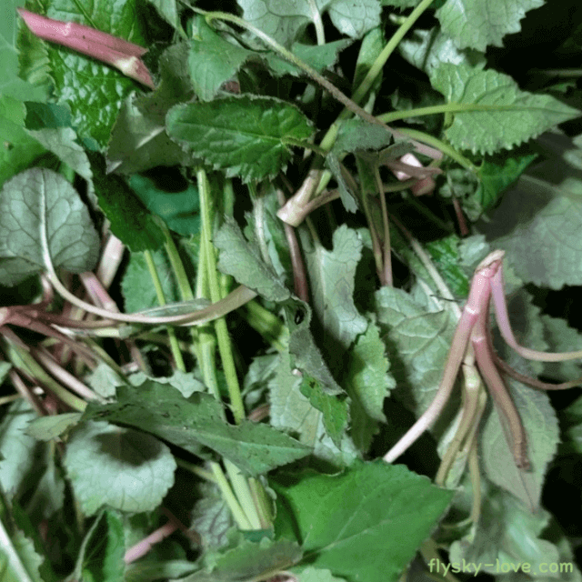 제피잎 고르는 법