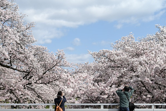 2025 진해 군항제 완벽 가이드