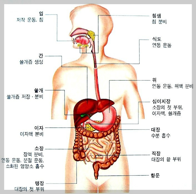 소화기관의 구조와 기능