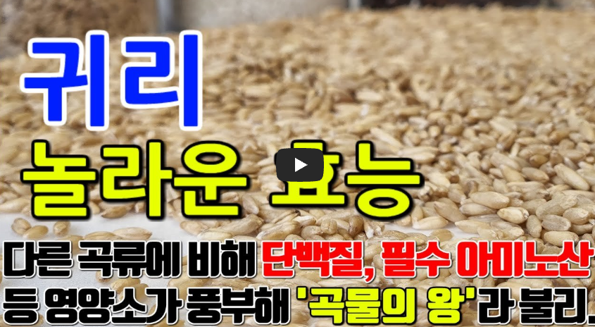 귀리 효능 영상보기