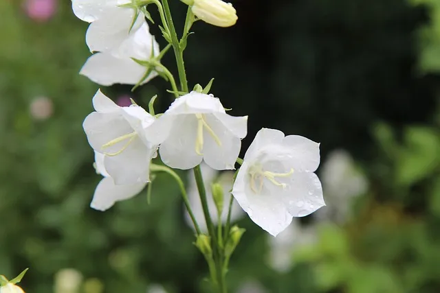 도라지무침 맛있게만드는법 초간단 양념 비율_8