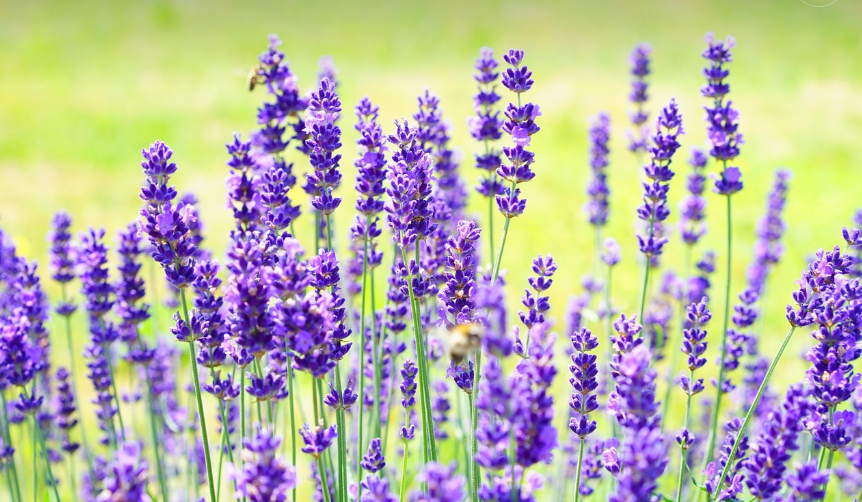 라벤더 꽃