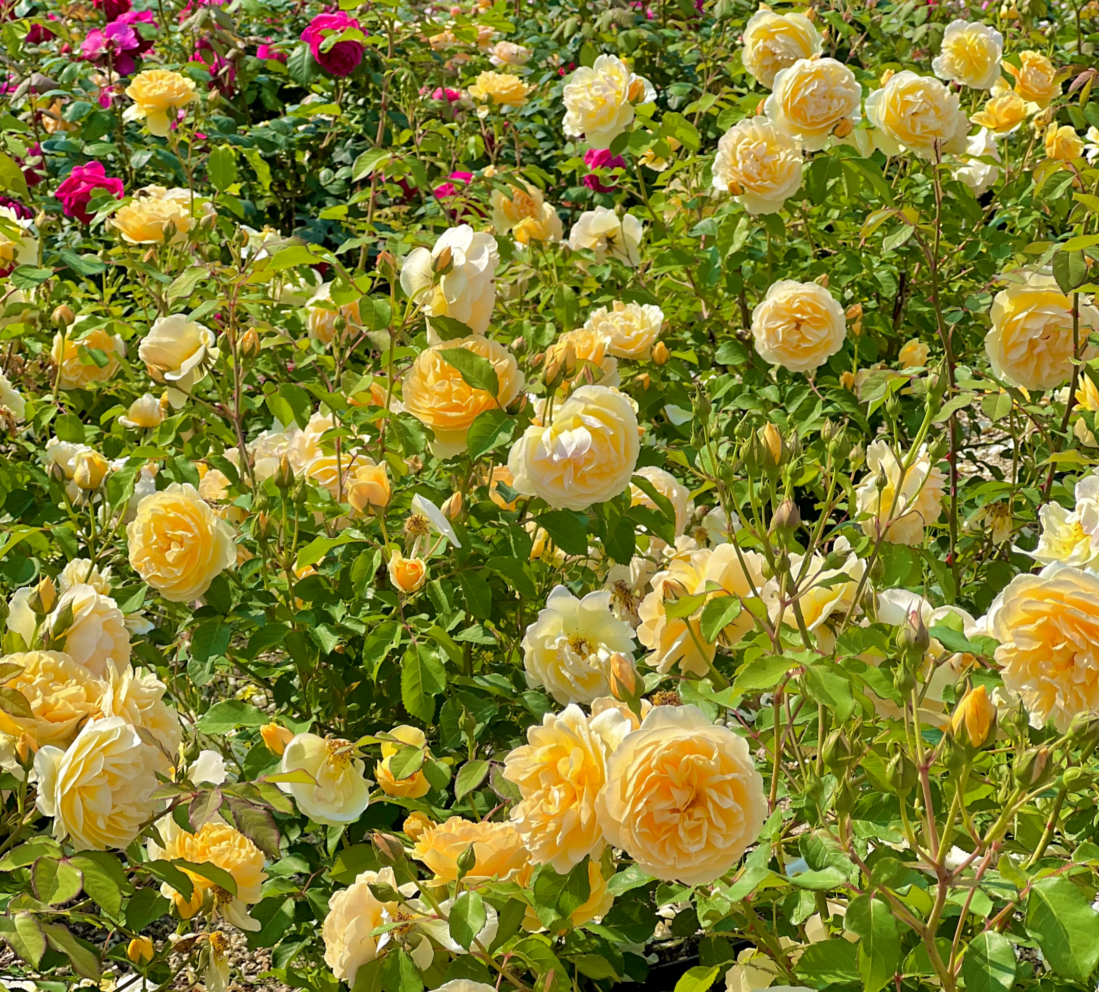 해운대 수목원 장미원, 해운대수목원, 장미명소, 노란장미, 빨간장미, 분홍장미, 장미포토존