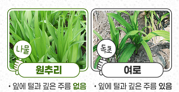 원추리