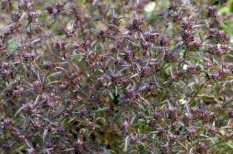 약용식물 가는잎산들깨 석향유 여름철 한방재 건강 효과_22