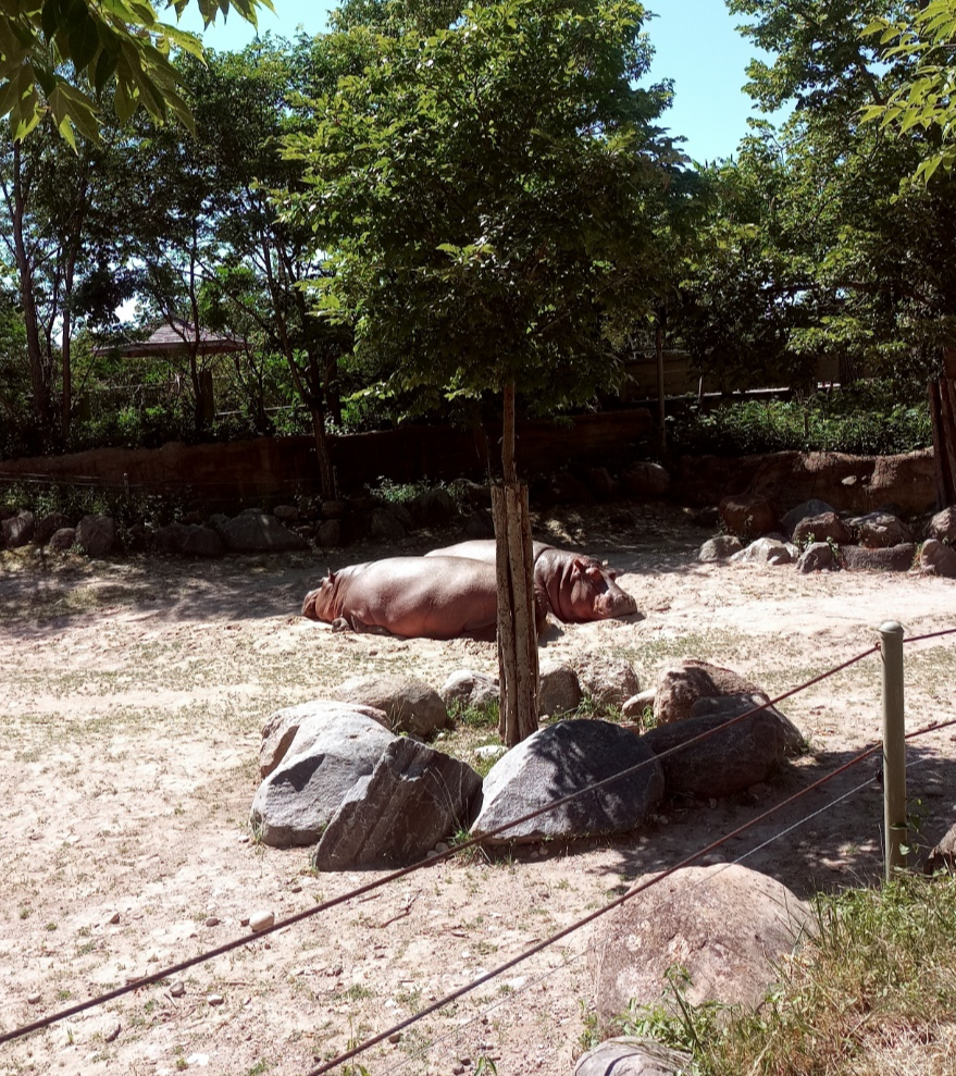 캐나다 토론토 동물원