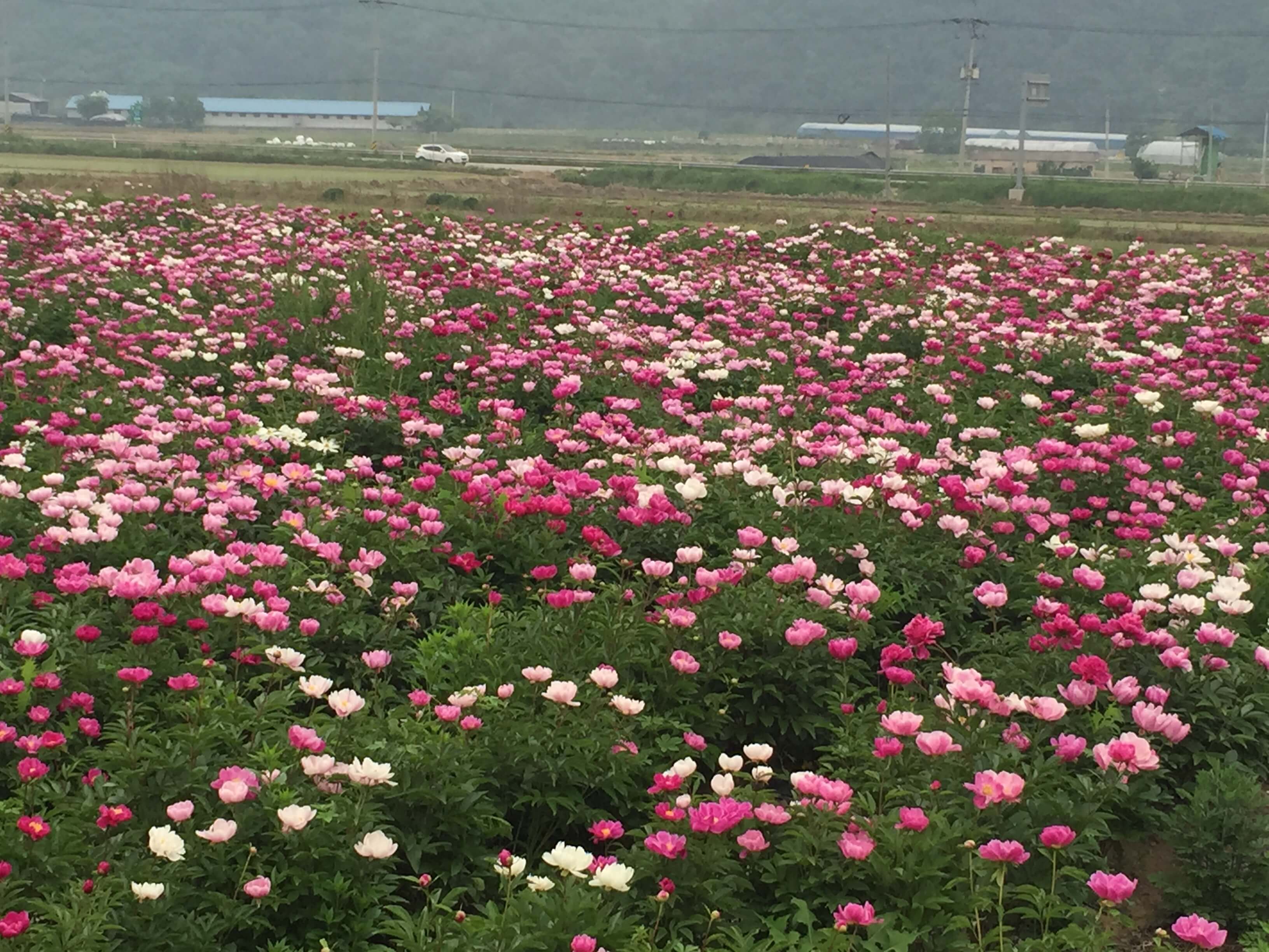 임실 옥정호 작약 꽃밭