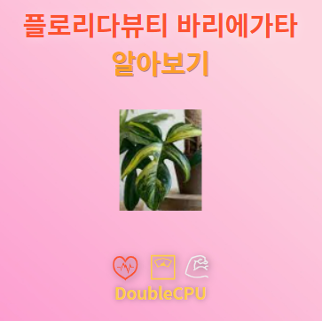 플로리다뷰티 바리에가타 탐구