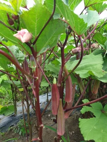 오크라 재배 파종 깊이 따뜻한 흙 물주기 요령_15