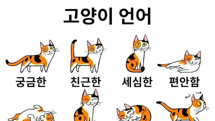 고양이 행동 분석 교정 언어 의미_2