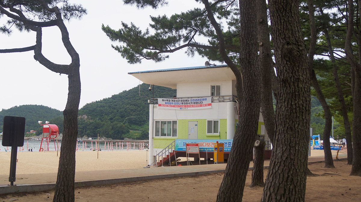 상주 은모래비치 방풍림.