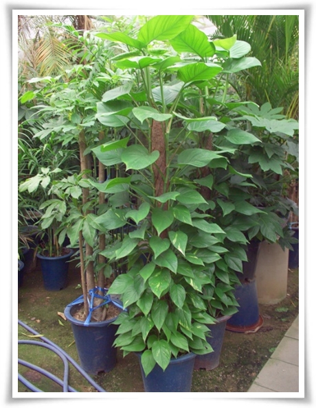 누구나 기르기 쉬운 공기정화 식물 "스킨답서스 키우기"