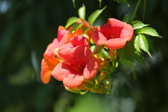 능소화 정보 총정리. 꽃 피는 시기부터 번식, 약용까지 한눈에!