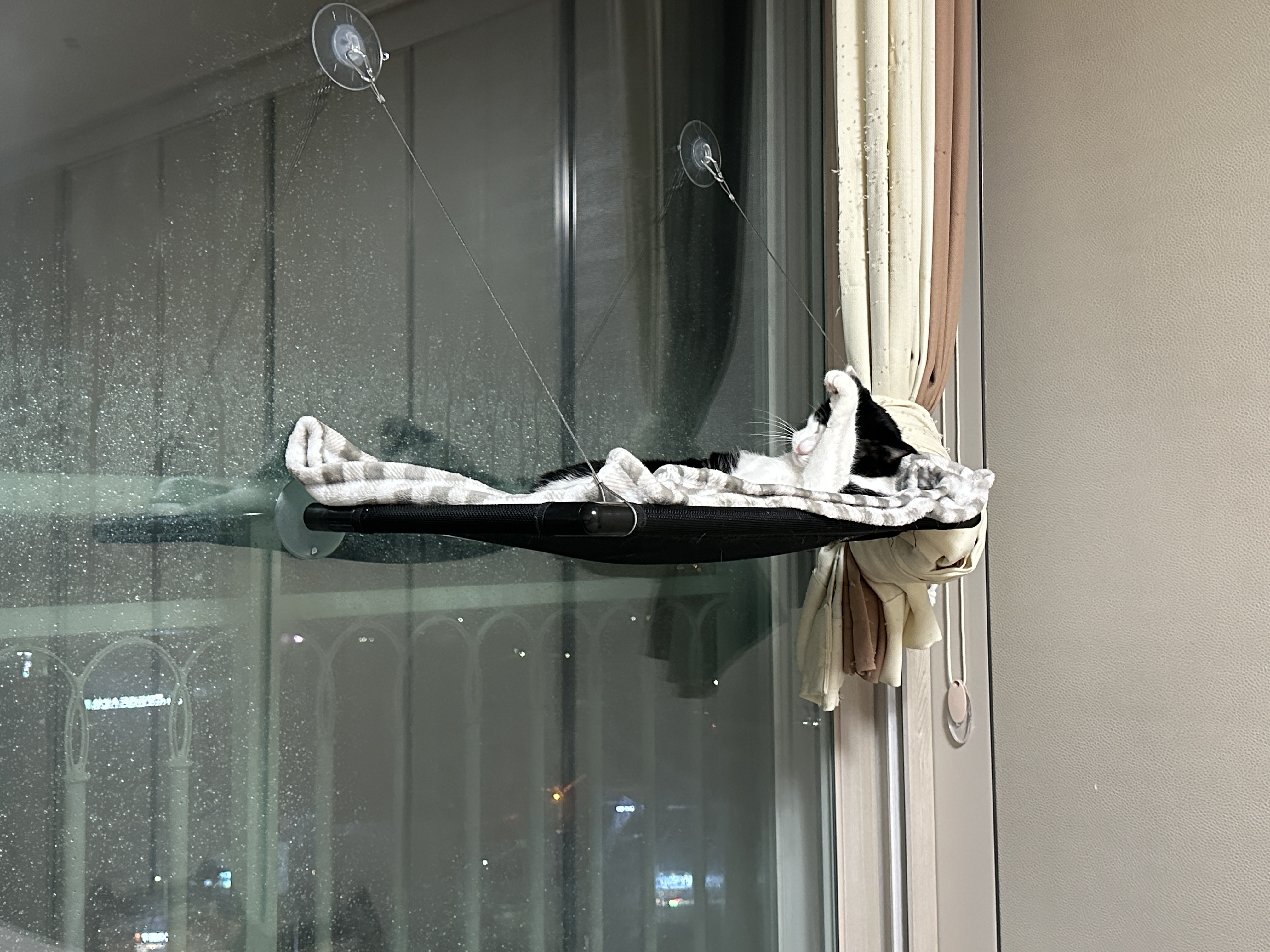 젖소냥이_두리는_세수중