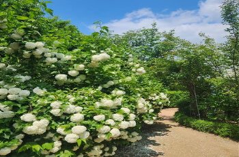 율봄식물원 수국 축제_4