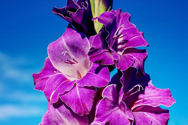 글라디올러스(gladiolus)