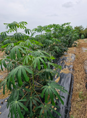 농업회사법인 한국카사바