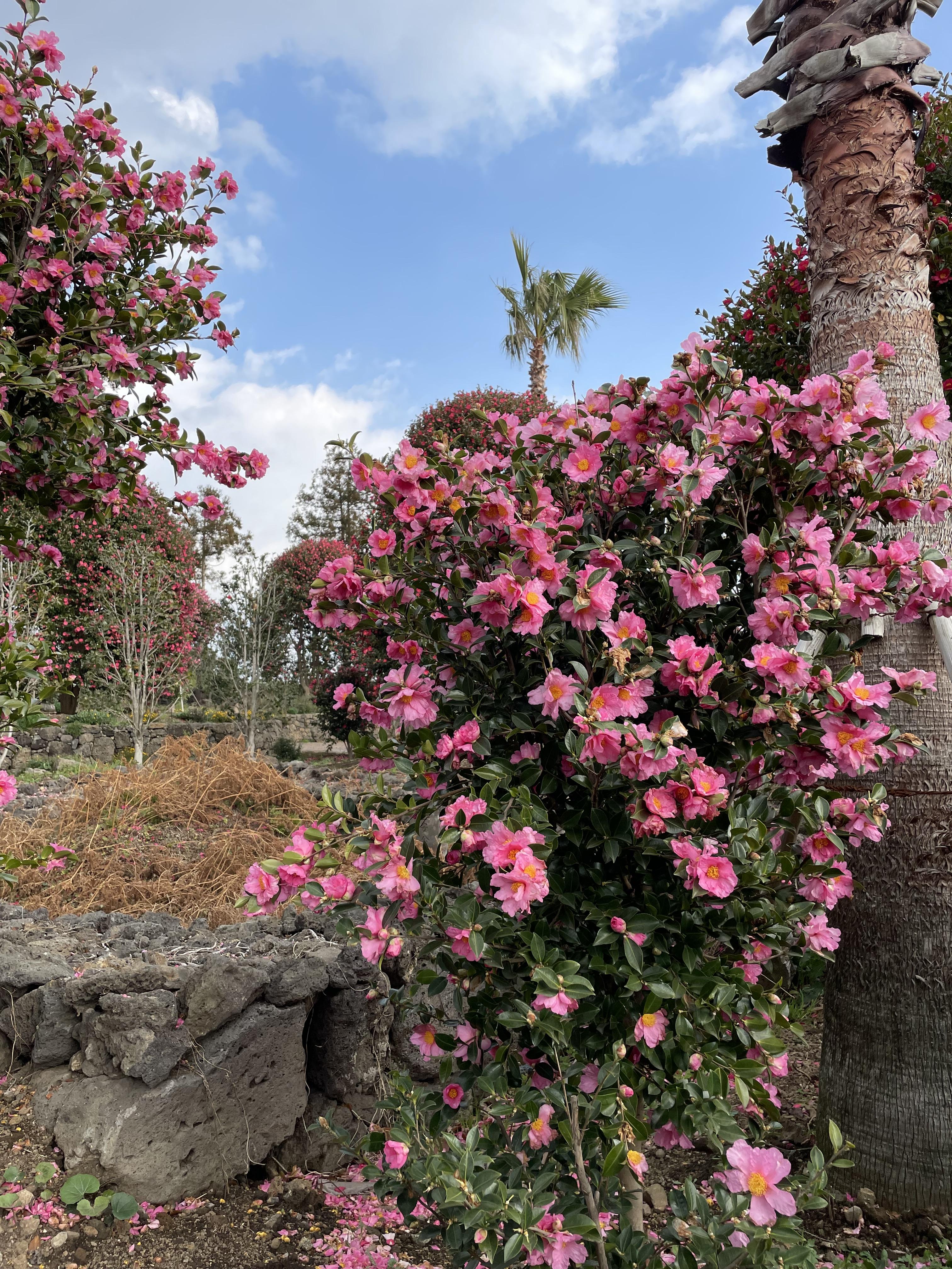 제주동백수목원
