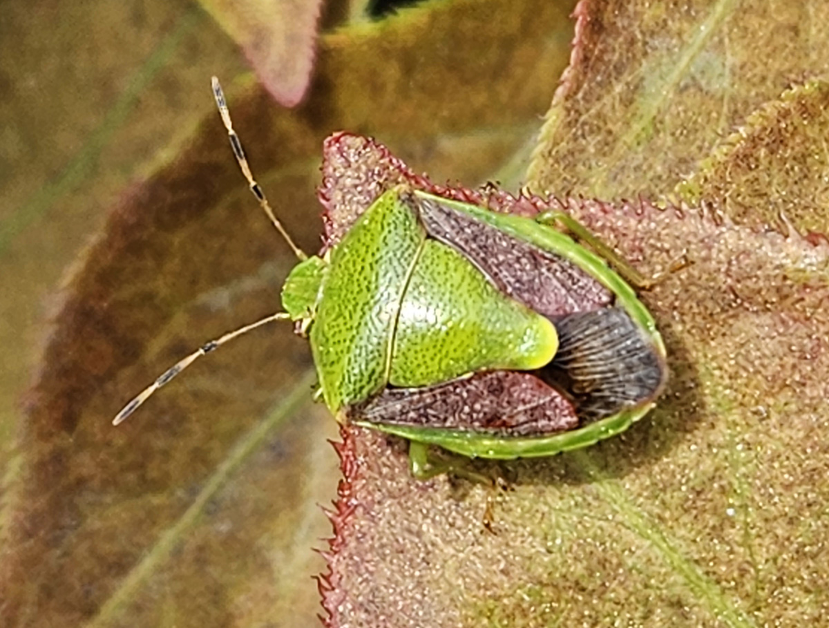 갈색날개노린재1