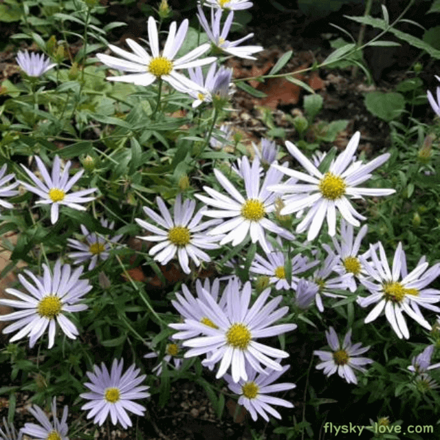 해독, 해열 작용에 효과적인 까실쑥부쟁이