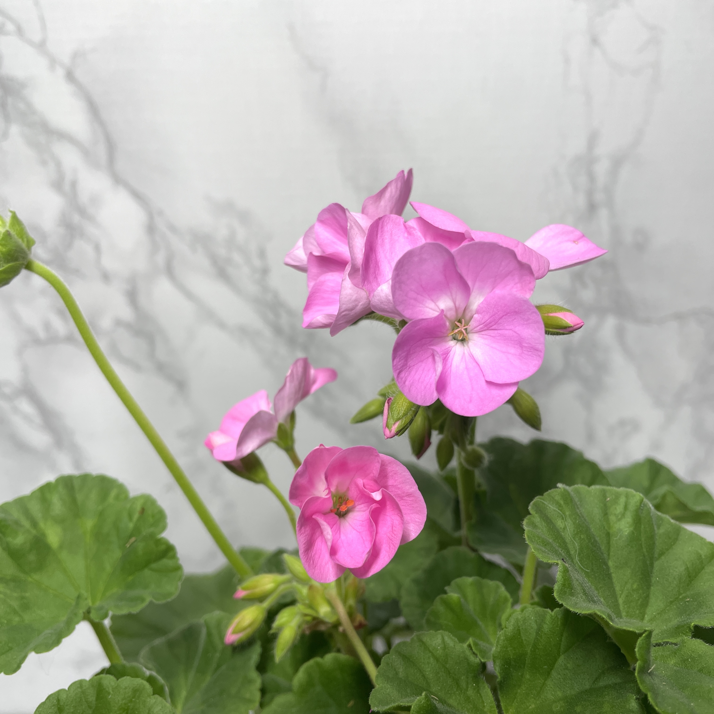 제라늄 키우기 종류 화분 꽃