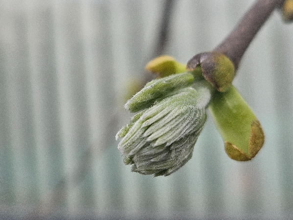 다릅나무 은빛 새순