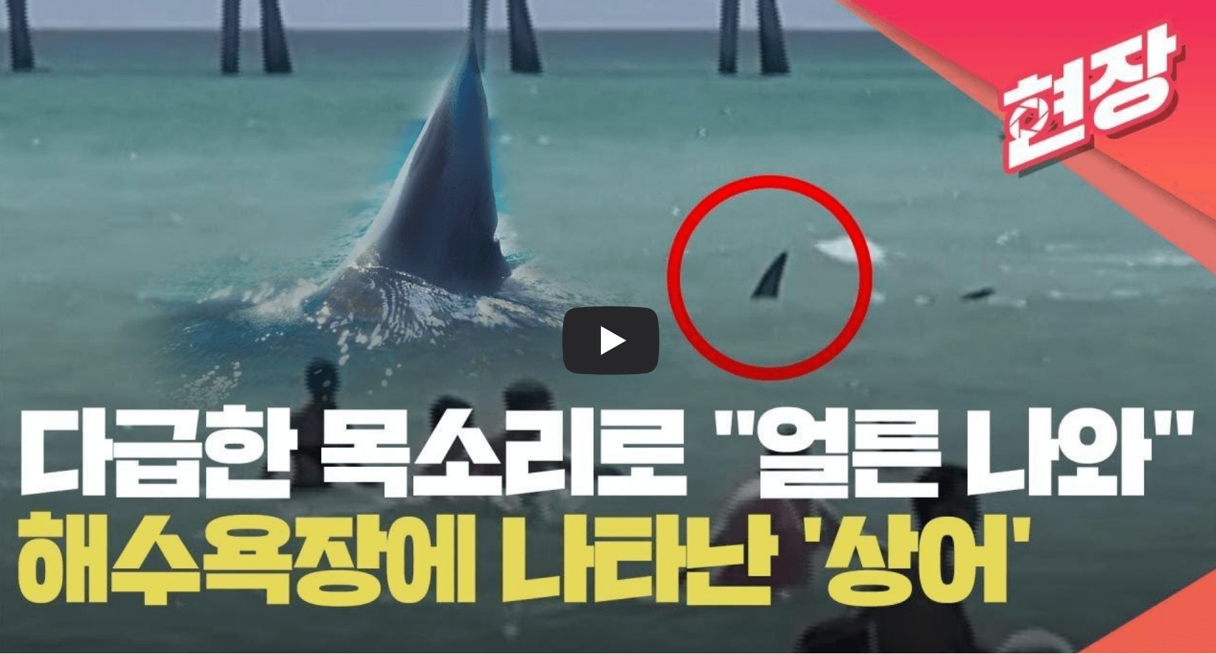 미국 플로리다 해수욕장에 출몰한 상어