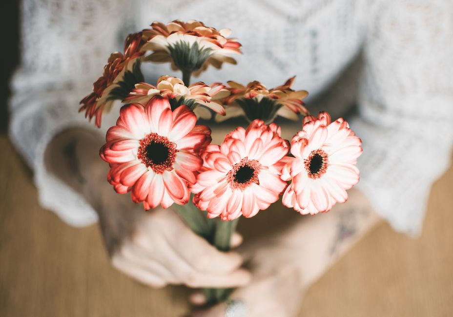 A bouquet of pink Gerbera daisies held in hands, perfect for floral and lifestyle themes.
