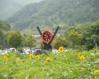 태백 해바라기 축제4