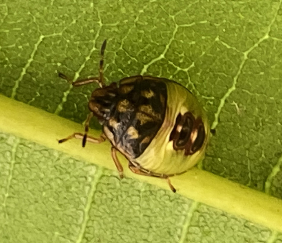 갈색날개노린재7